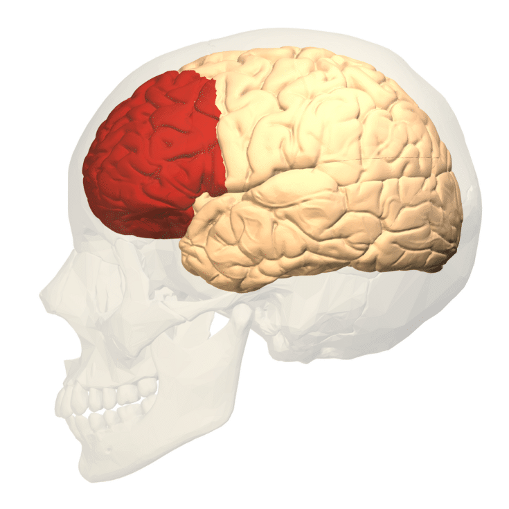 Illustration of the prefrontal cortex
